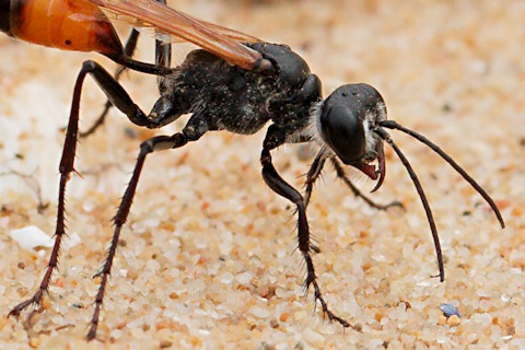 Digger Wasp (Podalonia tydei)
